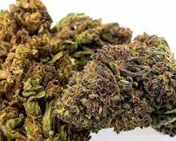Close-up of Chemdawg Kush buds showing trichomes and orange pistils