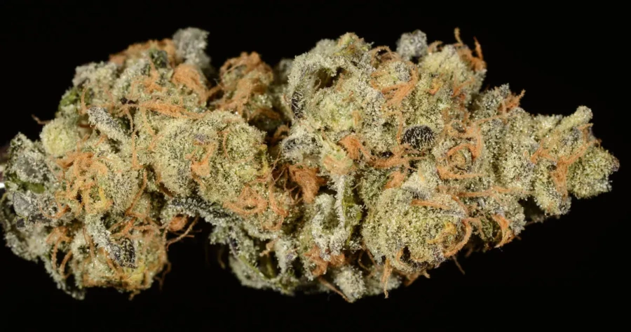 Buy Girl Scout Cookies UK – Premium THC Flower | Fast Delivery
