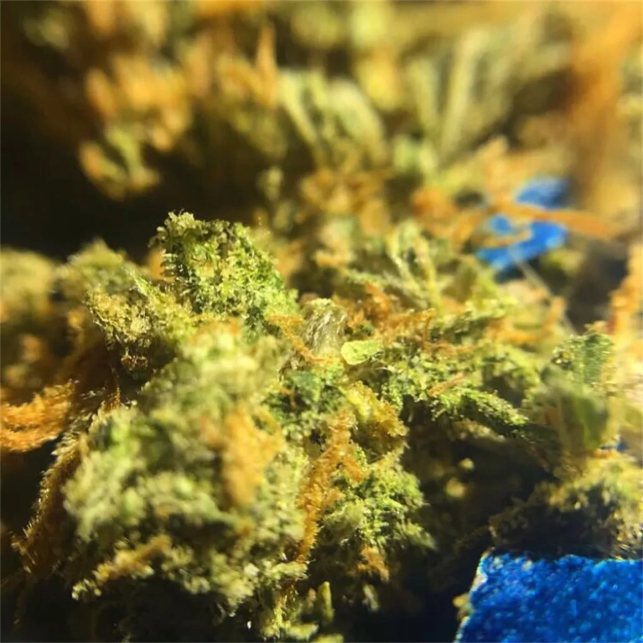 Jack Herer Strain UK | Buy Sativa-Dominant Hybrid THC | Pure THC UK