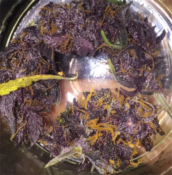 Buy Purple Kush UK – Premium Indica THC Flower | Pure THC UK
