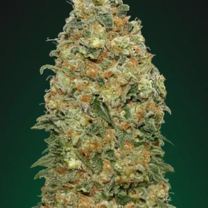 White Widow – Buy White Widow THC Strain Online UK