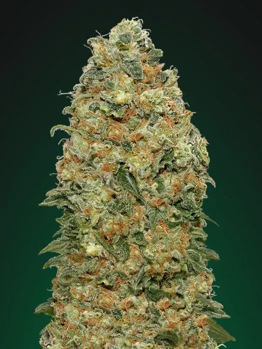 White Widow – Buy White Widow THC Strain Online UK